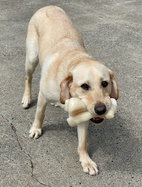 Presley, a yellow lab is standing on cement holding two white Nylabones in his mouth.