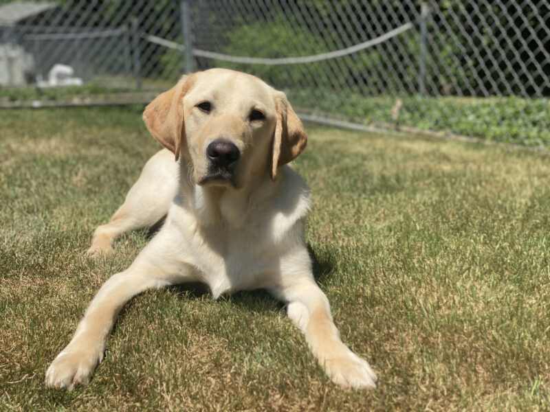 Presley, a yellow lab is laying in the grass, his ears are perked up and he is looking at the camera intently with his dark eyes.