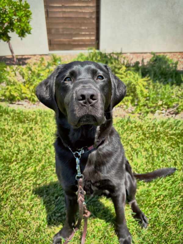 Purpose sits on the green grass with the sun radiating off her beautiful black shiny coat.