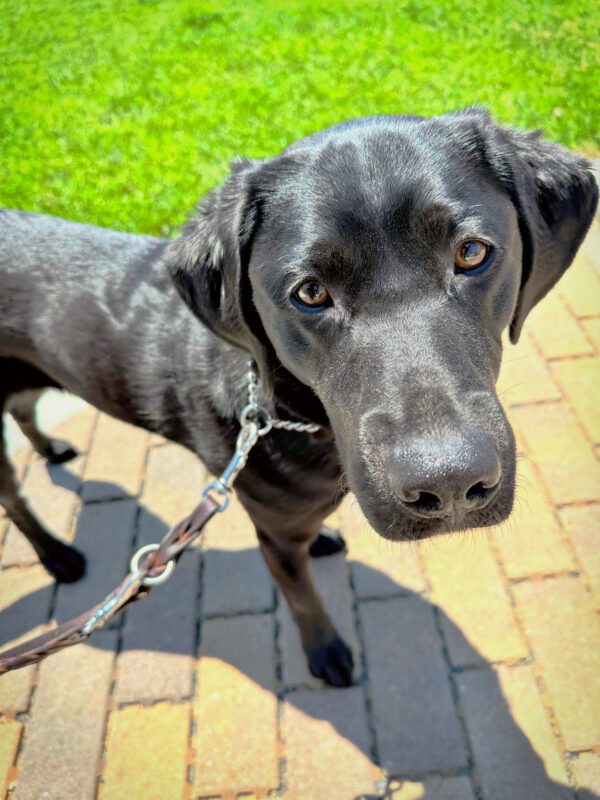 A close up of Purpose standing on a brick pathway with green lawn in the background.