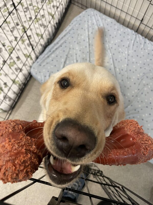 Samantha is in an x-pen holding a big red bone in her mouth and looking up at the camera.