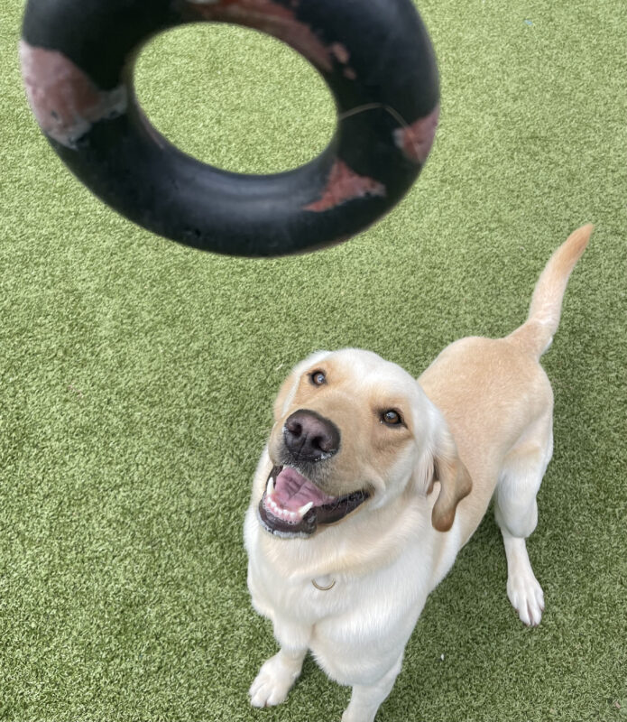 Samantha is standing on turf and gazing up at a black rubber goughnut toy.