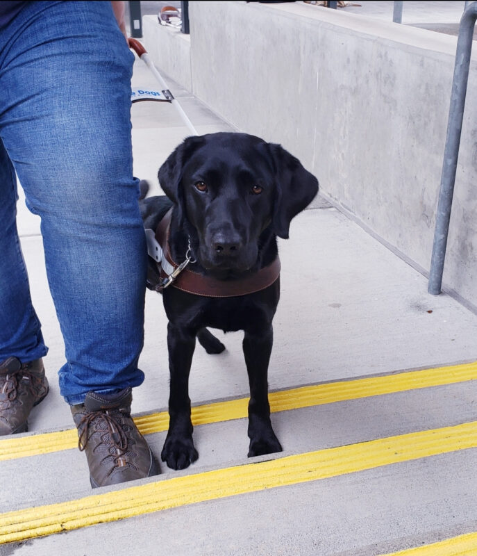 Vidalia is doing guidework. Shes stopped at a set of stairs that will be going up. She stares into the camera gently yet focused on work.