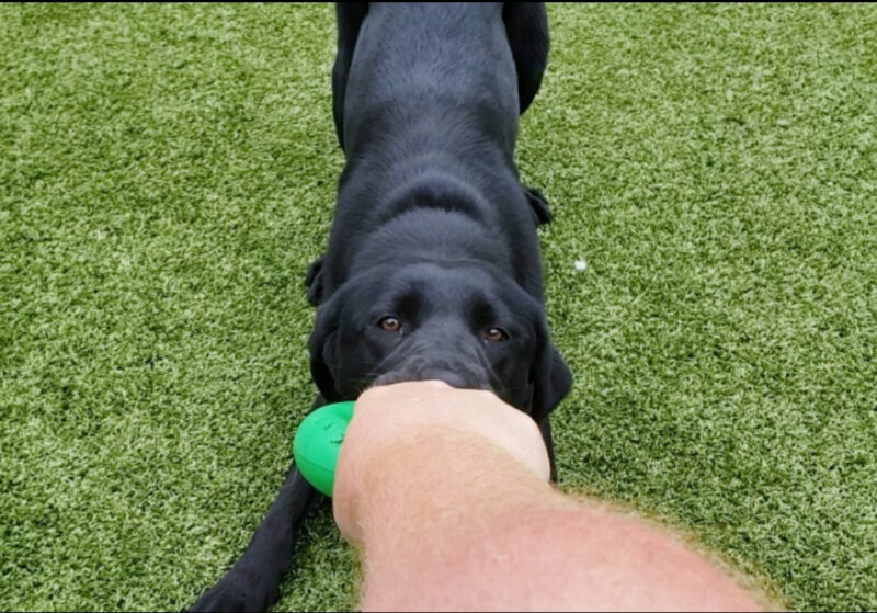 Trillium is playing in a free run are on the Oregon Campus. She's playing tug with a green Goughnut.