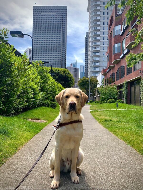 Shipley sits in harness with a serious expression.  Several tall San Francisco buildings and lush green foliage can be seen in the background.