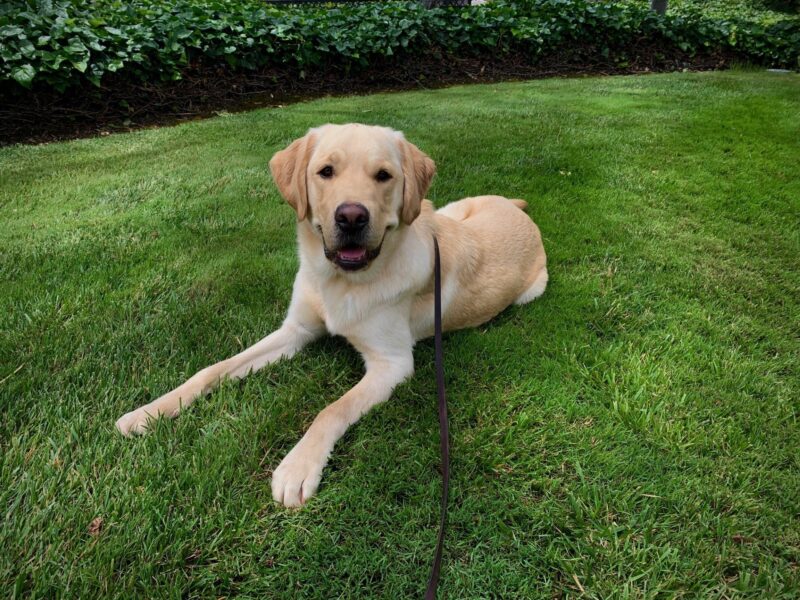 Shipley lays in the grass showing off his signature Golden Retriever smile :)