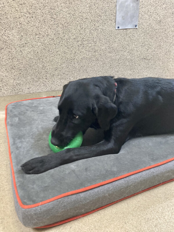 Tahoe is laying on a fluffy grey dog bed, playing with a green goughnut toy.
