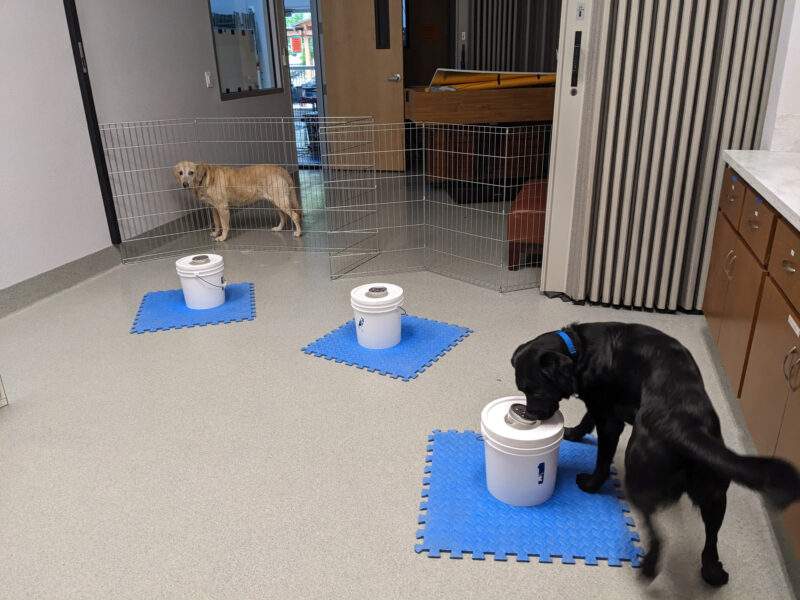 Black lab Tampa practicing her scent work.