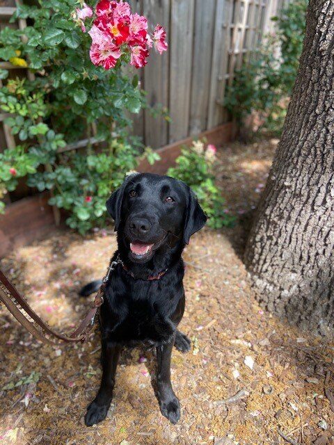 Teapot is sitting with a tree and rosebush vines in the background