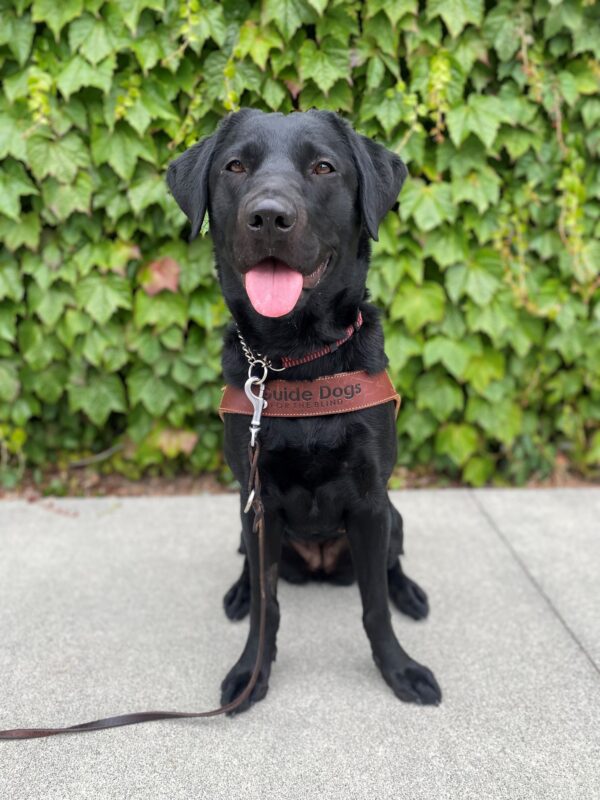 Wendy is sitting in her harness facing the camera. Her ears are perked, her mouth is open and her tongue is sticking out. There is a green wall of ivy behind her.