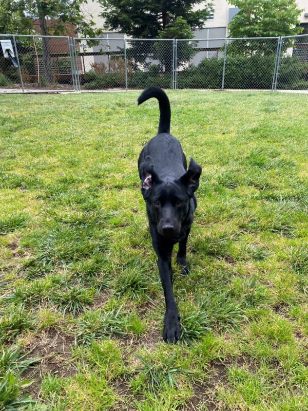 Wendy is touching down for a landing after being airborne in the grass paddock. She is looking straight into the camera. The tips of her ears are flipped backwards.