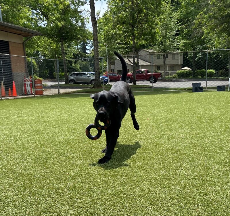 Wolf is running toward the in the free run paddock with a figure 8 toy in his mouth. His tail and left hind foot are in the air.