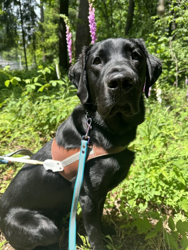 Busby is sitting in harness looking at the camera with some purple flowers and greenery in the background.