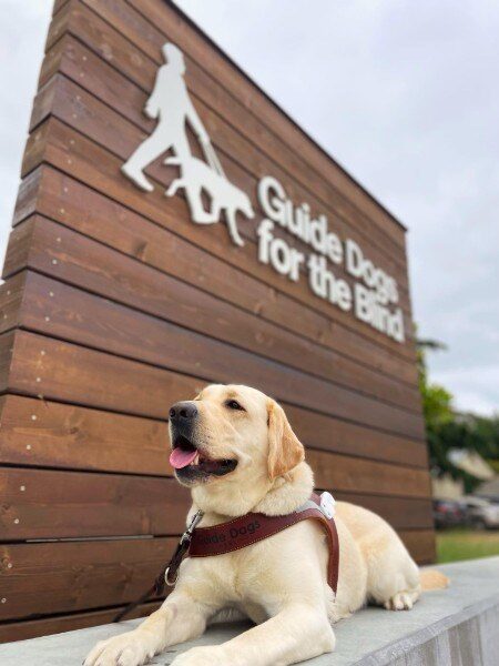 Eleanor is lying down on a cement bench wearing a Guide Dog Harness. Behind her is a wooden sign with the GDB logo in silver lettering on the San Rafael, California campus.