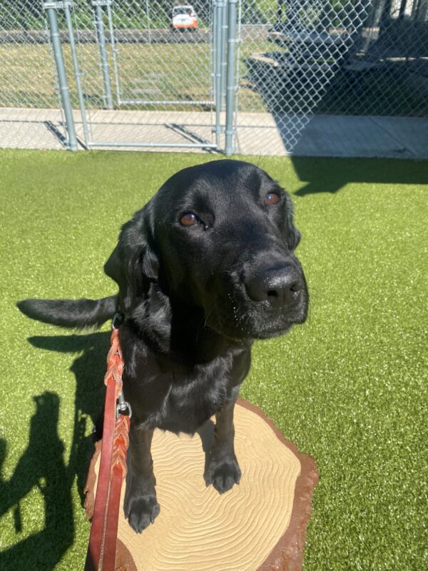 A black lab looks into the camera with both front feet on top of a plastic-play tree stump. She is in a turf field with fencing behind her.
