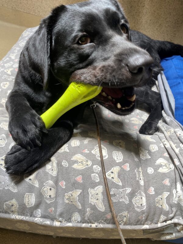 Josie a black Labrador Retriever laying on a dog bed playing with a toy.