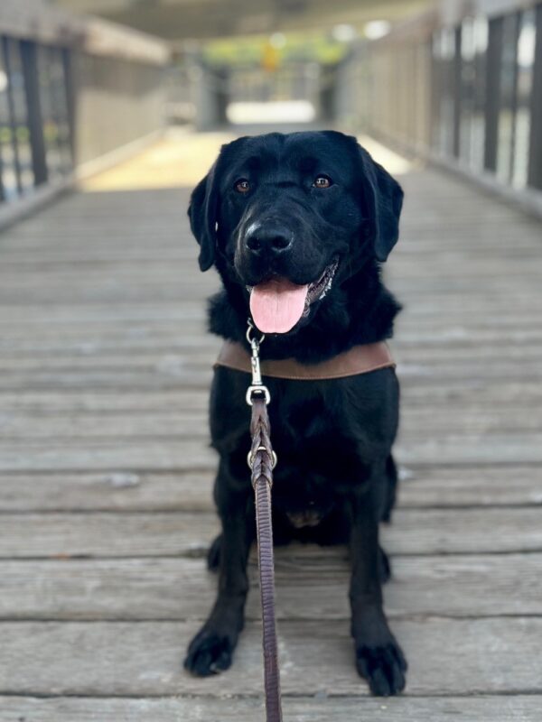 Marble sits on a wooden bridge, facing the camera, wearing her guide dog harness. Her expression is soft and content.