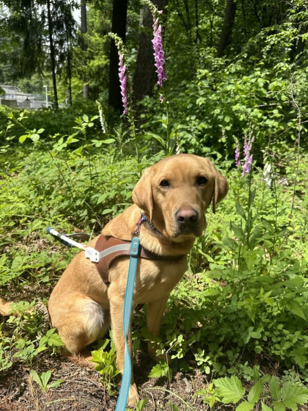 Nairobi is sitting looking at the camera in harness with purple flowers and greenery in the background.