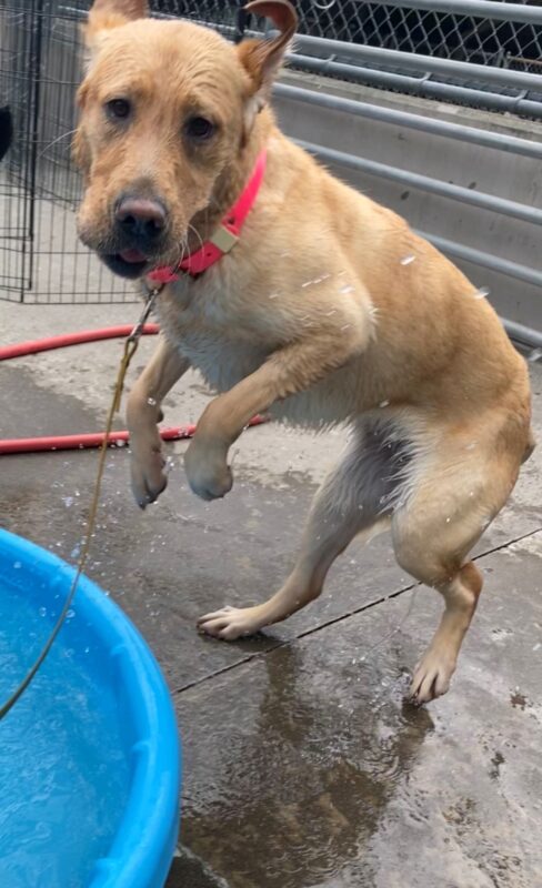 Female yellow lab/golden cross, Nonie, lifts her front legs off the ground as she plays in a shallow blue childrens pool. Her fur coat is visibly saturated.