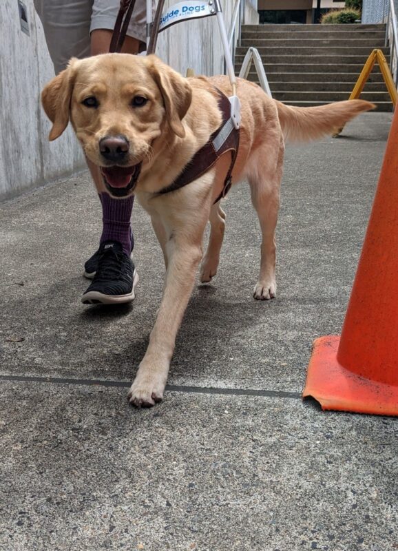 Female yellow lab/golden cross, Nonie, works in her GDB harness past an orange traffic cone. She wears a goofy smile as she looks at the camera, and her tail follows her in a wag.