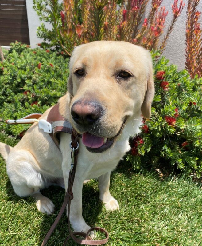 Penrose a yellow Labrador sitting in his harness in front of a bush with red flowers looking at the camera.