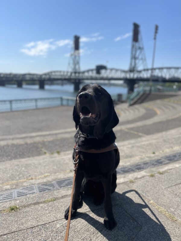 Gideon is sitting in harness while looking at the camera. He has his mouth open and tongue hanging out. Behind him is one of the Portland bridges as well as a river