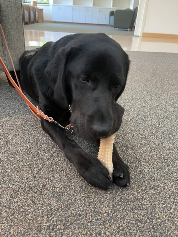 Gideon is laying down while chewing on a bone. He is on leash and laying on carpet.