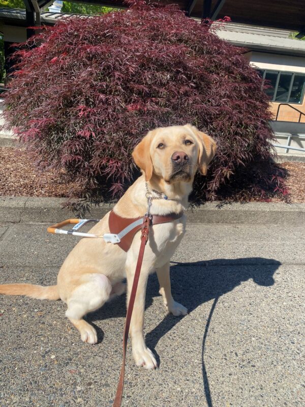 A yellow lab sits in front of a Japanese maple tree wearing a guide dog harness and looking into the camera.