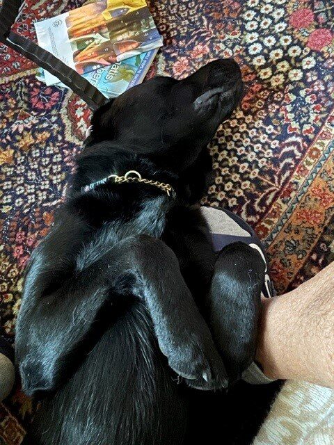 Winner on his back between the foster care provider's feet. He is laying on a colorful carpet