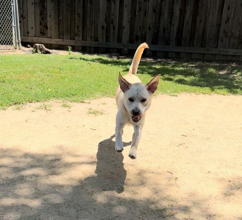 Yellow Labrador Wrigley runs towards the camera in the play yard. His front feet are off the ground and his ears are in the air too!