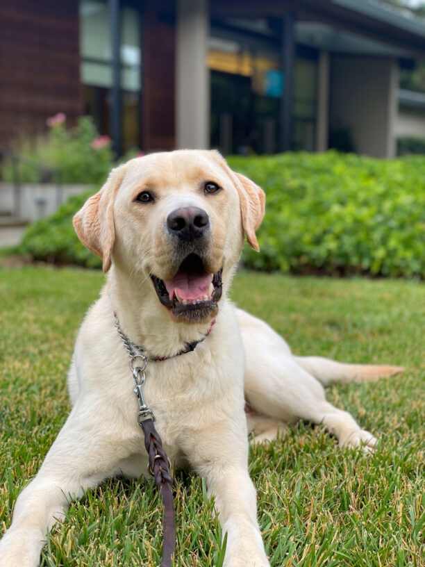 Orbit, a male yellow lab is captured lying on the grass in front of the California residence hall. He is looking off to the side with a big, open-mouthed smile.