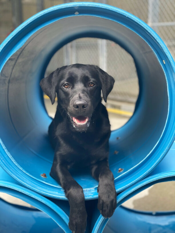 Jory, a female black lab lies in a blue play tunnel in community run. She is looking directly at the camera with an open-mouthed smile.