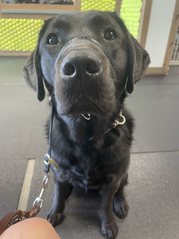Talia, a female black lab on the Oregon campus, is sitting in front of her handler and looking up eagerly for a kibble.  She is wearing a black head collar.