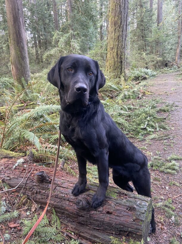 Black lab Abbott on a forested trail with his front feet targeted up on a log