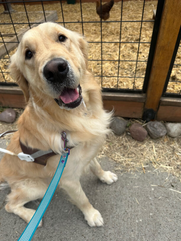 James sits on a sidewalk in Sellwood in front of a fenced pen containing chickens and goats (goats not pictured). He is wearing a guide dog harness and looking towards the camera.