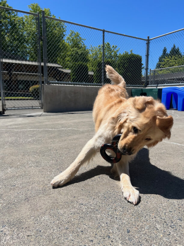 James plays in the community run area. He is holding a rubber tug toy and play bowing towards the camera, with his tail wagging and ears flopped forward.