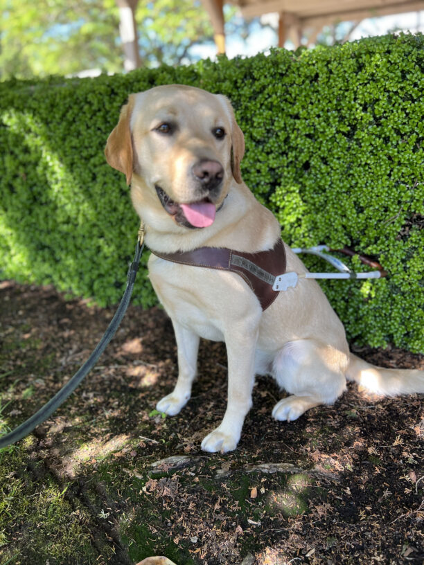 Chadwick sits in front of a green hedge wearing his guide dog harness.