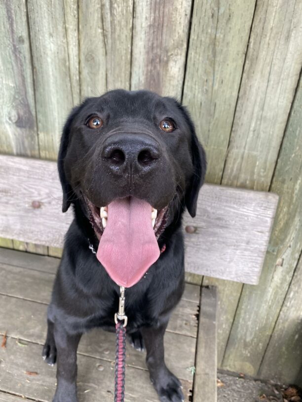 A black lab sitting on a bench with his mouth open and tongue hanging out. He is looking at the camera.