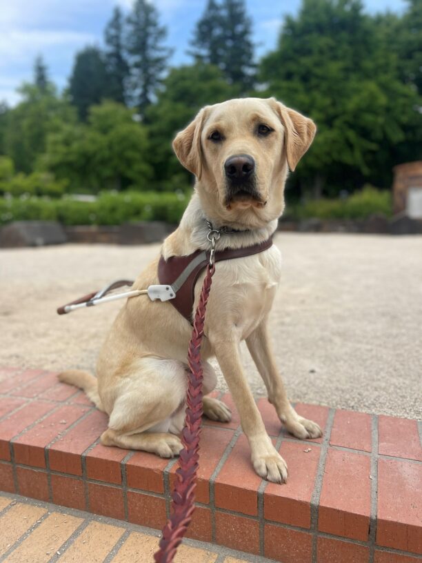 Avatar sits in his guide dog harness on some brick steps. He is looking at the camera and has some sand landscape and a pretty blue sky with green trees behind him.