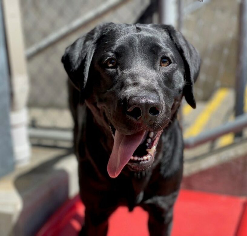 Bonifay, a petite black lab is standing on a red piece of play equipment, staring at the camera. Its sunny and beautiful outside. Her tongue is flopped out after a vigorous play session.