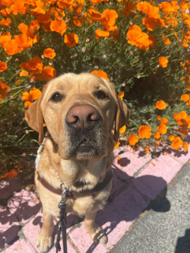 Dojo is pictured sitting in harness, looking up at the camera. He is sitting on brick surface, and has a background of hundreds of bright orange poppy flowers.