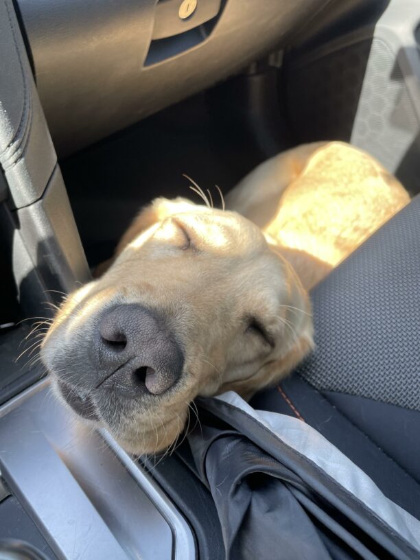 Friend naps in the floorboard of a car with her nose resting on the center console.