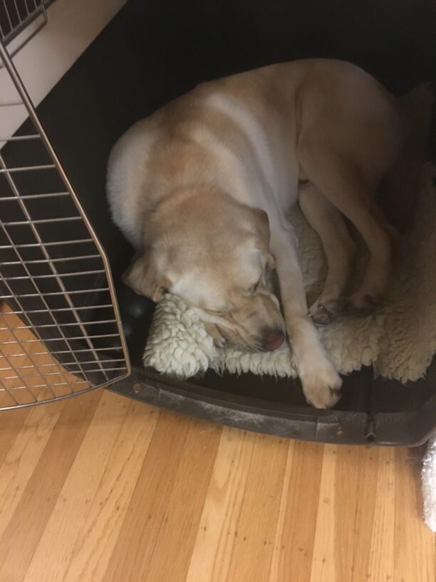 Gibson curled up asleep in crate, on a fleece pad