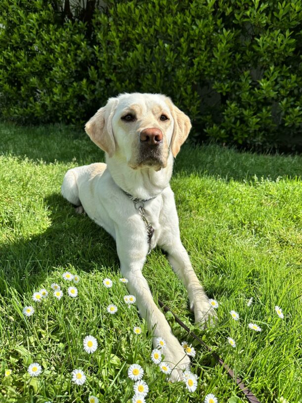 Goodall lays regally on green grass amongst a field of daisies.