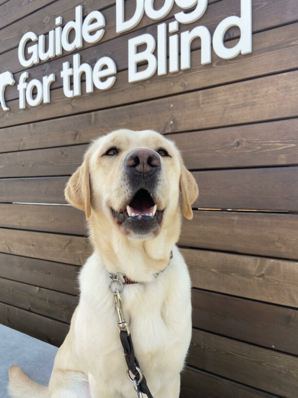Harbor sits on a bench in front of the Guide Dogs for the Blind wooden backdrop on the CA campus