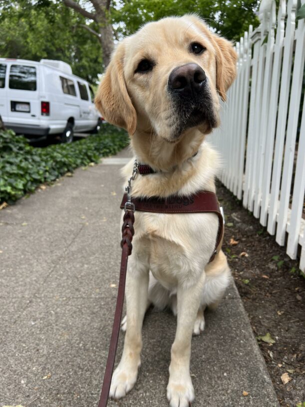 Honor is wearing his guide dog harness and looking into the camera with a slight head tilt. A white training van is behind him.