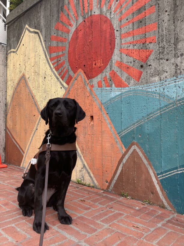 Rebecca, a Black Labrador Retriever, female, sits in harness in front of a colorful mural. The mural is a sun, mountains, and the ocean. Rebecca is looking at the camera with her mouth closed.