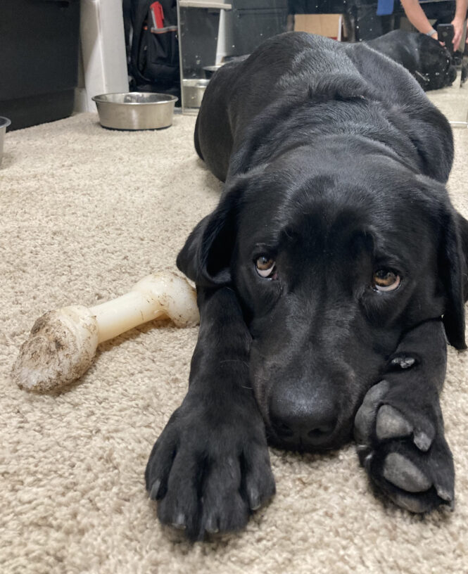 Rebecca, a Black Labrador Retriver, female, lays with her head down between her front paws. She looks up lovingly towards the camera with a bone at her side in an office.