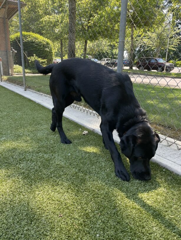 Versace sniffs the grass in the free run area on the Oregon campus.