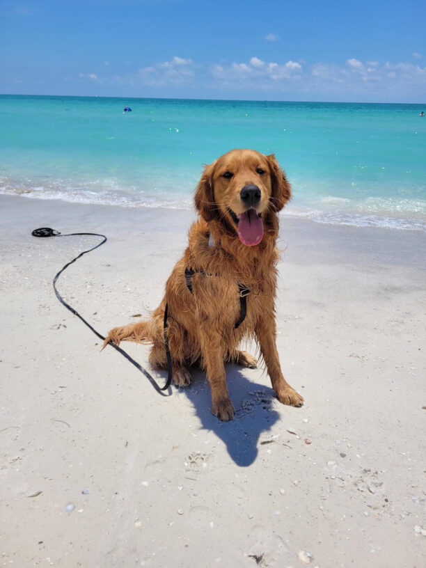 Golden Retriever Rebel sitting on a white sandy beach with beautiful blue water behind him. He's wearing a long line attached to his collar and smiling.